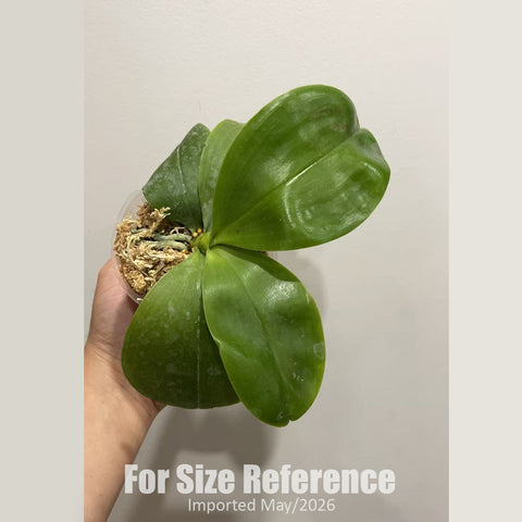 [Bare-root] Phal.(Mituo Prince x Tzu Chiang Tetralitz) ‘Caramel macchiato’ 焦糖瑪其朵 [2.4" MS][Jun in stock]