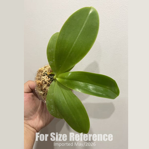 [Bare-root] Phal. LL Blue Magpie x Penang Jewel [2.4" MS][Jun in stock]