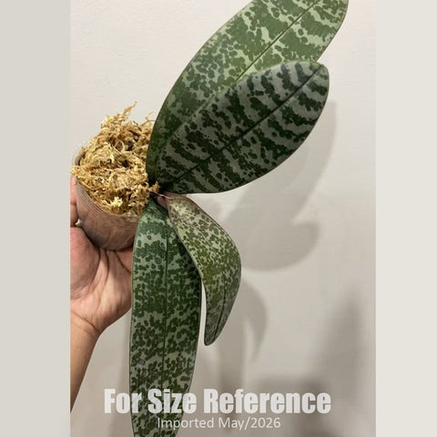 [Bare-root] Phal. schilleriana 'BT360' ('ID' TKB x 'Flowing Silver' ) 大樹BT360 (TKB x流水銀)[3" BS][Jun in stock]