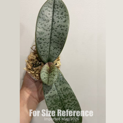 [Bare-root] Phal. (schilleriana 'Flowing Silver' x schilleriana 'Ice Crystal') 大樹流水銀x冰晶  [3" BS][Jun in stock]