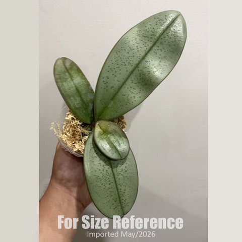 [Bare-root] Phal. schilleriana x amabilis 'Irian Jaya' [2.4" MS][Jun in stock]