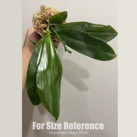 [Bare-root] Phal. Blue Jennifer Palermo 暈染藍色珍妮弗 [3" BS][Jun in stock]