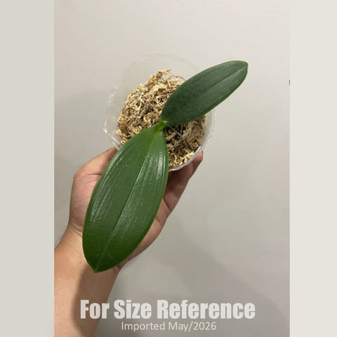 [Bare-root] Phal. Ariadne (stuartiana xaphrodite) [2.4" NMS][Jun in stock]