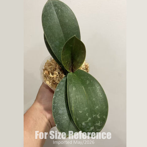 [Bare-root] Phal. stuartiana ( nobilis' JM111-3' x stuartiana 'George Vasquez' )  [2.4" BS][Jun in stock]