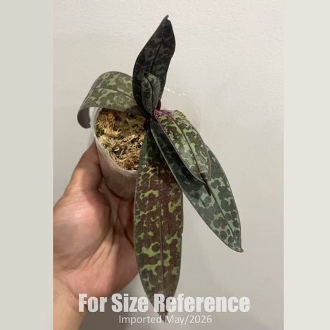 [Bare-root] Phal. stuartiana ‘Twist’ 扭瓣白史 [2.4" NBS][Jun in stock]