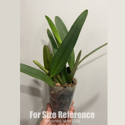 [Bare-root] C. maxima coerulea 'Hector' x self 藍馬  [2.8" NBS][Jun in stock]