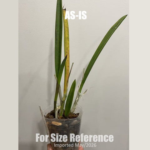 [Bare-Root][AS-IS] #Cattleya Alliance# Bc. Yellow Bird 黄鸟 [2.4" BS][Jun in stock]