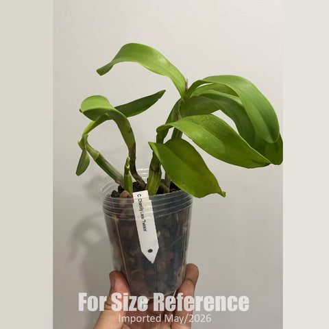 [Bare-root] #Cattleya Alliance# Clty.Chantilly Lace 'Twinkle' [2.4" BS][Jun in stock]