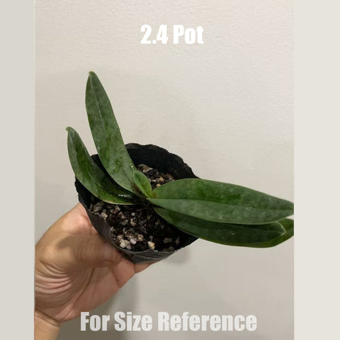 [Bare-root]Paph. Karl Ploberger 巨瓣 x番薯 [May Paph Preorder]
