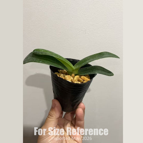 [Bare-root] Paph. thaianum × roth 小泰國國王 [NBS][Jun in stock]