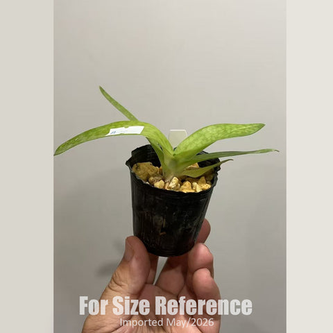 [Bare-root] Paph. Pink Sky [NBS][Jun in stock]