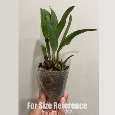 [Bare-root] #Mini Cat# Slc.Doris and Byron ‘Christmas Rose’ 聖誕玫瑰 [Jun in stock]