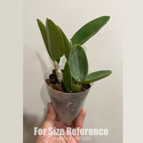 [Bare-root] Cattleya loddigessii 粉路姬 [2.5" BS][Jun in stock]