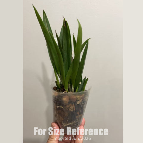 [Bare-root] #Cattleya Alliance# Bsn. Maikai 馬凱 [2.4" BS][Jun in stock]