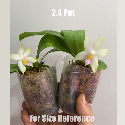 [Bare-root]Phal. bellina Pink ‘YM’ 粉貝利娜[Sept in stock]