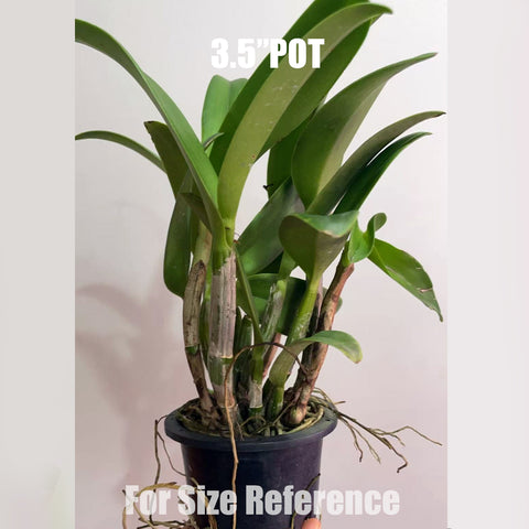 [Bare-Root]Cattlianthe Ploenpit Fantasy 'Jairak' 普倫 [Aug in Stock]