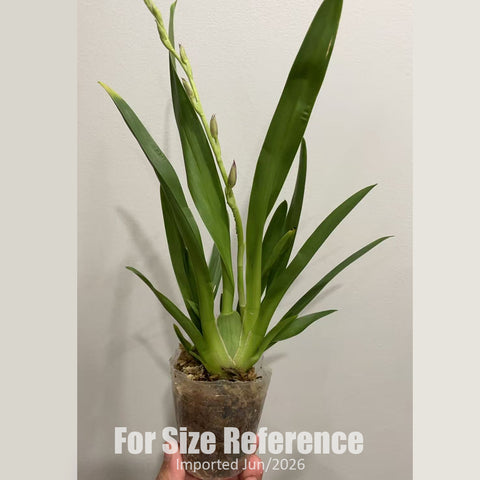 [Bare-root][AS-IS] Burrageara Nelly Isler 'Swiss Beauty' 紅内莉[2.5" BS][Jun in stock]