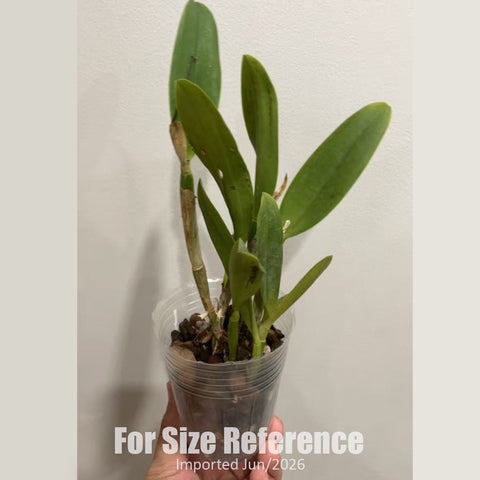 [Bare-Root] #Mini Cat# Cattlianthe Fairyland [2.4" BS][Jun in stock]