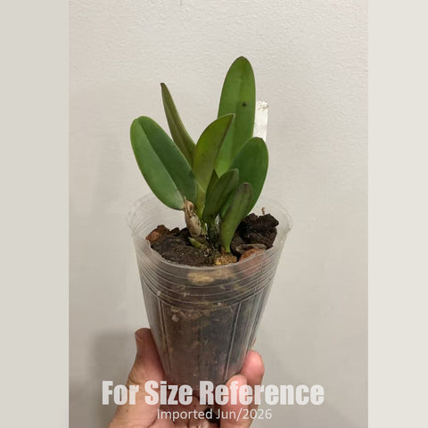 [Bare-root] #Mini Cat# Pot. CT Goldenorange ‘Golden Boy’. 金童 [2.5" BS][Jun in stock]