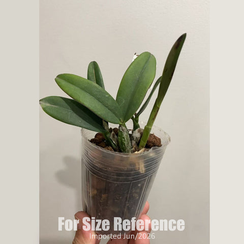 [Bare-root] #Mini Cat# Sc. Seagulls Beaulugueen 'CT-Hui Ya' 蕙雅 [2.5" BS][Jun in stock]