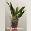 [Bare-root] #Mini Cattleya# Blc. Hearts Queen 紅心皇后 [2.4" BS][Wishlist]