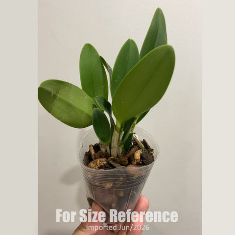 [Bare-Root] Cattleya Love Knot 'Sato' [2.5" BS] [Jun in stock]