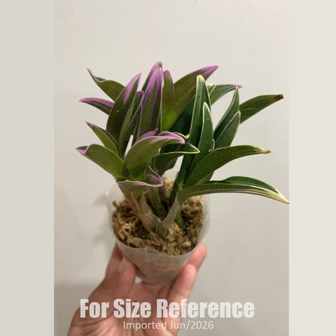 [Bare-root] Den. kingianum 'Koinosijikko' 澳洲石斛紅鳥嘴  [2.4" BS][Jun in stock]