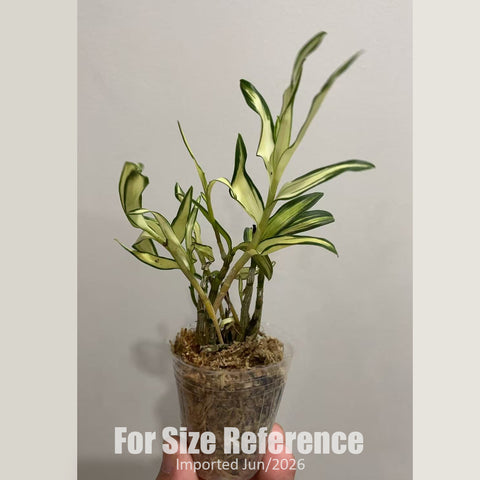 [Bare-root] Den. moniliforme 'Sankanou' 三冠王 [1.7" NBS][Jun in stock]