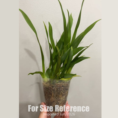 [Bare-root] #Twinkle# Onc. Twinkle "Pink Profusion" 夢香蘭粉鮭魚 [2.4" BS][Jun in stock]