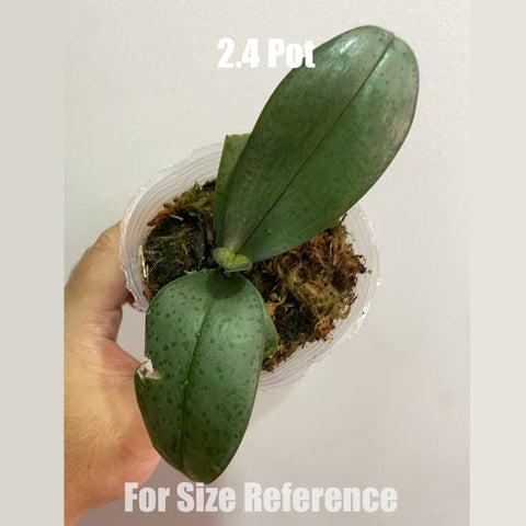 [AS-IS]Phal. Magic Castle 魔法城堡 [Sept in stock]