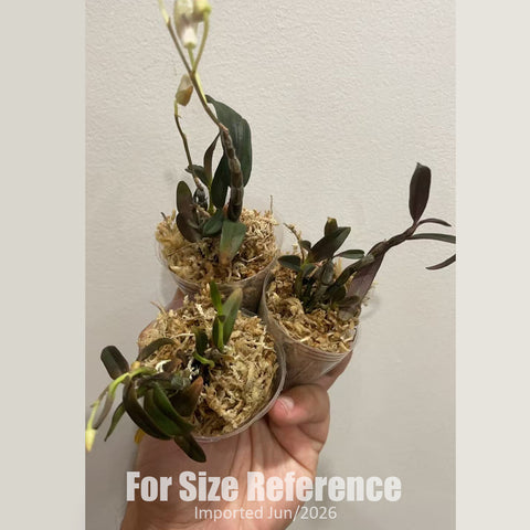 [Bare-root] Dendrobium officinale 'Danxia Dwarf' 丹霞米鐵 [1.7" BS] [Jun in stock]