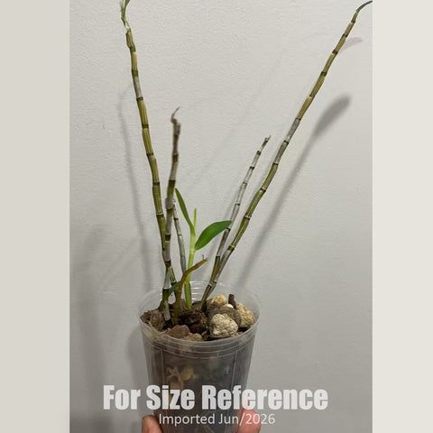 [Bare-root] Dendrobium officinale var. rubrum [1.7" BS] [Jun in stock]