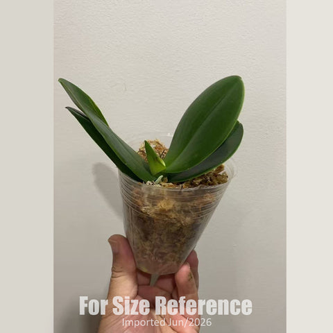 [Bare-root] Phal. Yaphon Golden Leopard 黃金豹 [2.4" BS][Jun in stock]