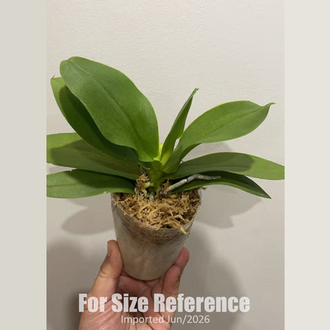 [Bare-root] Phal. Taisuco Jasper 韓國水晶 [2.4" BS][Jun in stock]