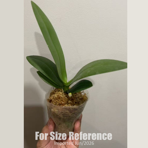 [Bare-root] Phal. Yaphon Pink Bee 金樹一代 [2.4" BS][Jun in stock]