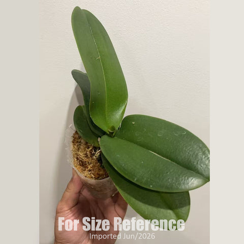 [Bare-root] Phal. Summer Breath 拉丁舞裙 [2.4" BS][Jun in stock]