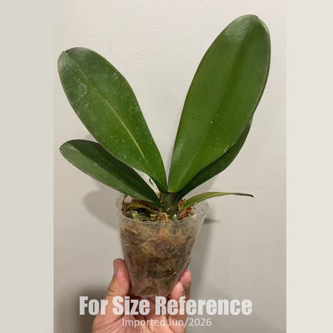 [Bare-root] #Big Lip# Phal. Earl Grey Milk Tea 伯爵奶茶  [2.4" BS][Jun in stock]