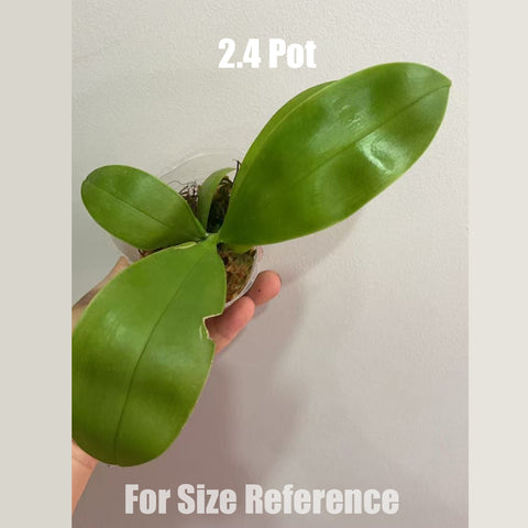 [AS-IS]Phal. LL Blue Magpie x Mituo Blue Warrior 藍雀勇士[Sept in stock]