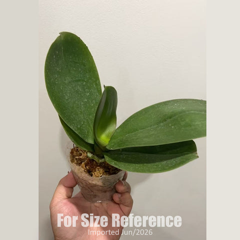 [Bare-root] #Big Lip# Phal. Younger Heart [2.4" BS][Jun in stock]