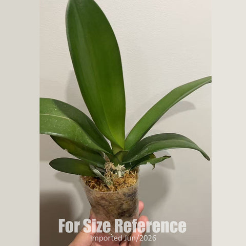 [Bare-root] #Big Lip# Phal. Pink Venus [2.4" BS][Jun in stock]