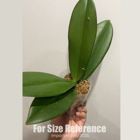 [Bare-root] #Big Lip# Phal. Manta Ambon [2.4" BS][Jun in stock]
