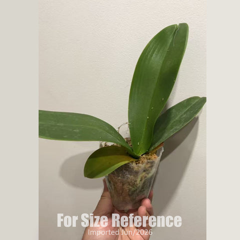 [Bare-root] #Big Lip# Phal. Lianher Jellyfish 聯合水母 [2.4" BS][Jun in stock]