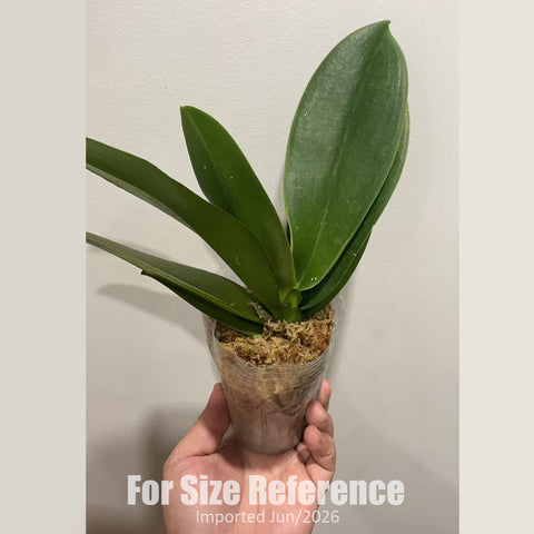 [Bare-root] #Big Lip# Phal. Chaoqun Waffle Cone ‘2059’ [2.4" BS][Jun in stock]