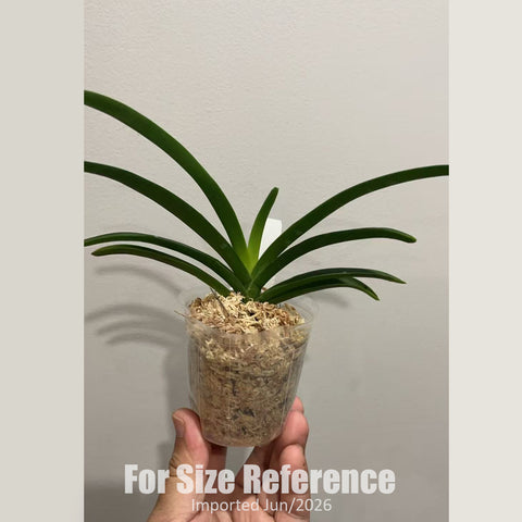 [Bare-root] Holcostylis. MS Sunlight 'Little Princess' (MC)  [2.4" BS][Jun in stock]