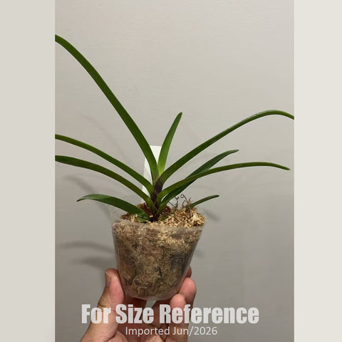[Bare-root] Vandachostylis Pinky [2.4 BS][Jun in stock]