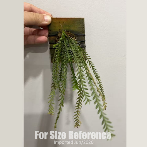 [Bare-root] Appendicula buxifolia [2.5" BS][Jun in stock]