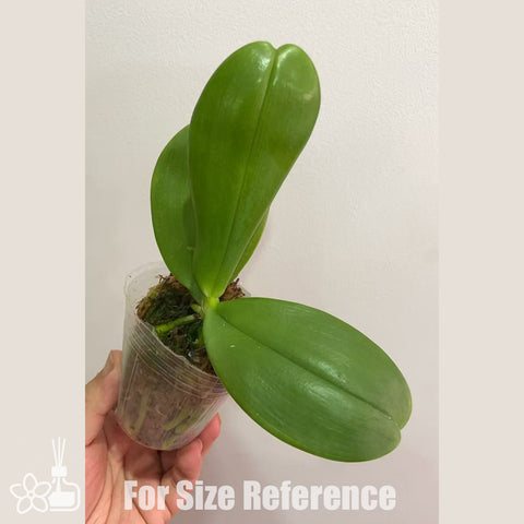 [Bare-root]Phal.MS Blue Elf x MS Sapphire [Sept in stock]