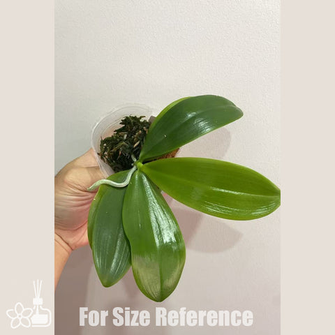 [Bare-root]Phal. speciosa "Mauve" 盾花蝴蝶“芋頭色”[Sept in Stock]