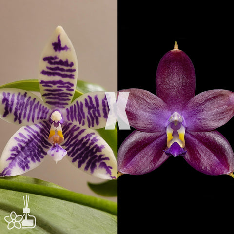 [Bare-root]Phal.MS Blue Elf x MS Sapphire [Sept in stock]