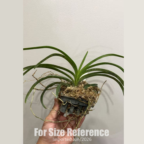 [Bare-root] Vandachostylis Charm ‘Blue Star’  [2.8" BS] [Jun in stock]